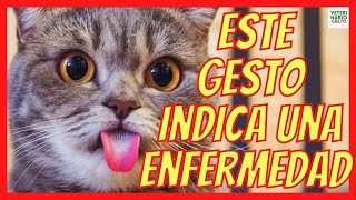 Por Qué Mi Gato Saca La Lengua? Está Enfermo? Que Le Pasa?