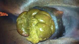 Horse Poop
