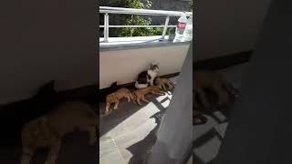 Vefam İle Dördüzler