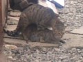 pisiklerin seksi - cat sex +18 :)