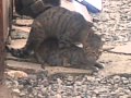 pisiklerin seksi - cat sex +18 :)