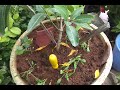 Growing Vegetables in containers or pots on a Terrace garden in Hyderabad