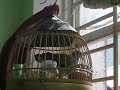 Clip Cu Gay images Clip Cu Gay