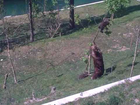 Mama Bear, Björk, is trying to shake a baby bear from a tree in Bärenpark Bern