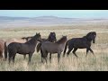 Free Stock Video - Wild horses mating amongst herd