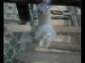 trampa para aves