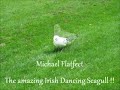 Irish dancing seagull