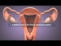 Medical - Female reproductive system in 3D