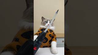 Hot Glue Sales After This Video: 📈📈📈 #Thatlittlepuff #Catsoftiktok #Satisfying #Hacks #Cat