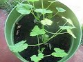 Backyard Farming with Food FUN - Suzanne's Farm Project