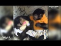 شاهد بالفيديو.. قرد يواسي قردة حزينة