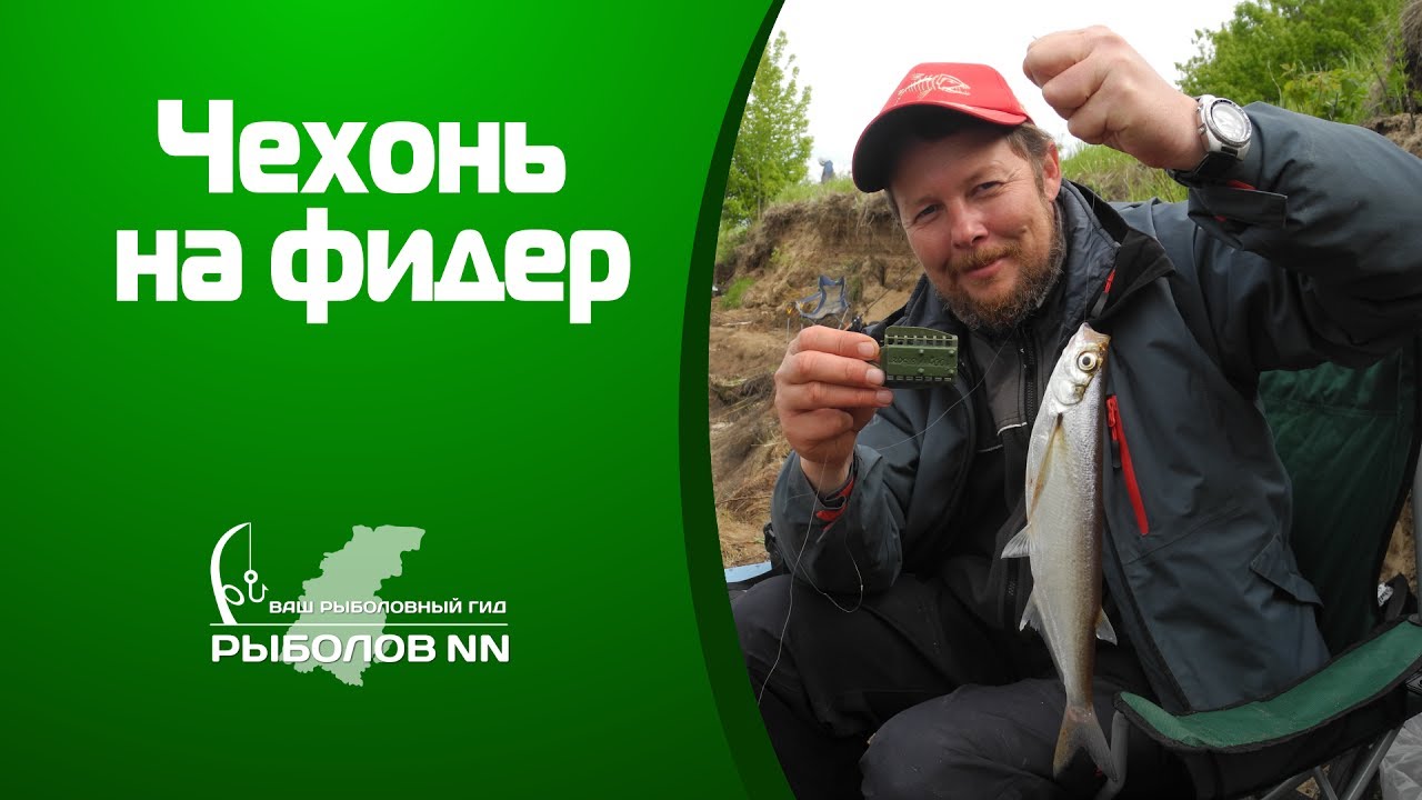 фидерная рыбалка чехонь фидерная рыбалка чехонь