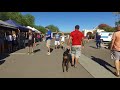 Tank aggressive 7 mo Doberman Best Arizona Dog Trainers