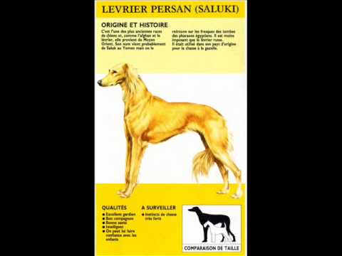 Levriero Video