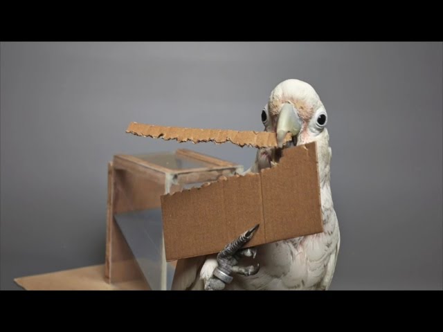 Smart Cockatoo Makes Tools To Get Food - Video