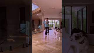 Charli Damelio Twerking Charli Damelio
