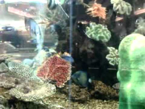 GVK Mall aquarium, Hyderabad