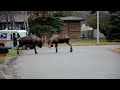 Alaska Bull Moose Street Fighting