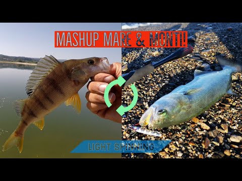 Mare &amp; monti MASHUP LIGHT SPINNING SERRA &amp; PERSICO con gomme e JIG! - clipangler