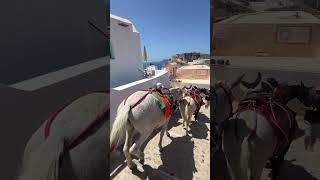 Donkeys Running Through The Streets Of Santorini, Greece Stairs Of Santorini