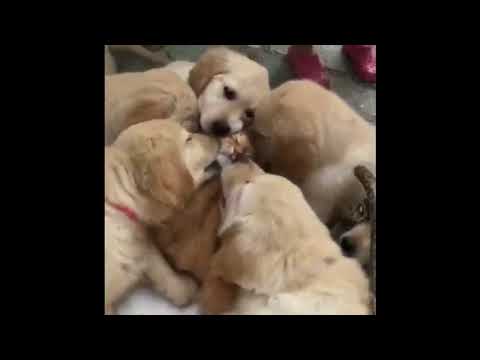 🐶 Dogs - Funny Pets (2019) 🐶