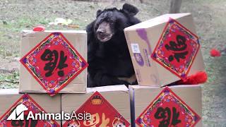 Lunar New Year for the moon bears at Animals Asia's sanctuaries.