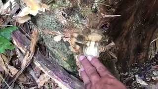 HARTA QARUN DI KALIMANTAN