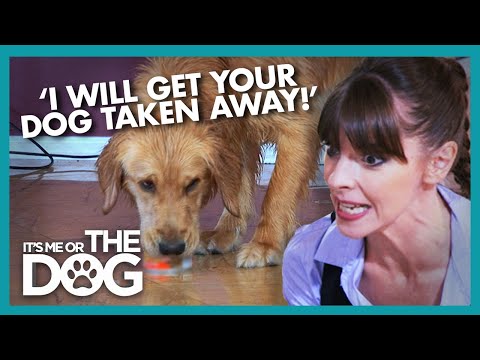 Neglected Golden Retriever Gets No Love From Family | It's Me or The Dog