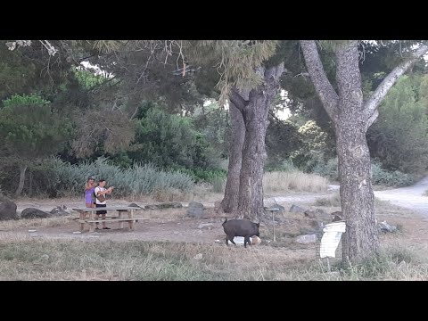 (Baboy Damo gumala sa beach) Dramont Beach (Baboy Damo gumala sa beach) Dramont Beach