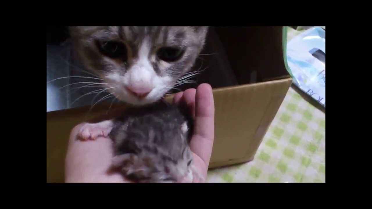 Mother cat approaching each time a kitten cry YouTube