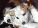 ♥Sleepy puppies cuddle up for a... - Cuddle Up Day ecards - Events Greeting Cards
