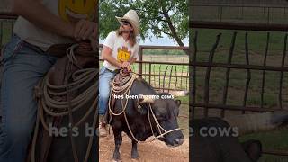 Id Say That Makes Him Cowy