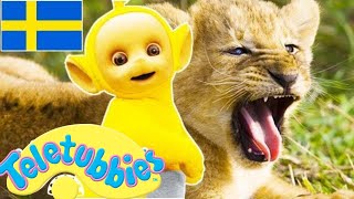 Teletubbies Svenska Säsong 9, Episod 214 Visar För Barn