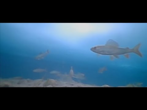 рыбалка на балыктыг хем рыбалка на балыктыг хем