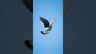 Flying