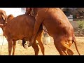 Meeting Video Gir Female Calf || #Girfemalecalfmeetingvideo (9928787671)