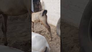 Horse Peeing Horse Pee