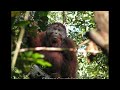 Orangutans can make two sounds at the same time, similar to human beatboxing, study finds