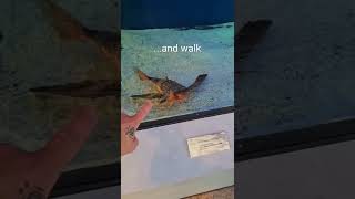 Flying Gurnard Dactylopterus Volitans