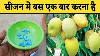 आम फलों से भर जायेगा | Best Fertilizer For Mango Tree | Mango Cultivation | Home