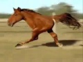 Cavallo Con Due Gambe :D