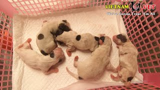 Helping Dalmatian Mama Dog Giving Birth For Her 5 Cutest Baby Puppies