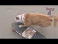 Funny ANIMALS make us laugh - Funny animal compilation