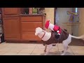 Funny ANIMALS make us laugh - Funny animal compilation