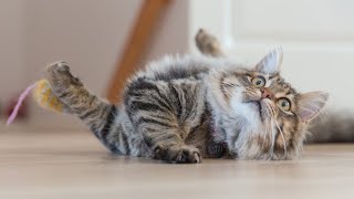 It's TIME for SUPER LAUGH! - Best FUNNY CAT videos