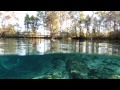 Natural Springs Offer a Unique Encounter With Manatees