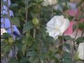 Lezioni di Giardinaggio: come coltivare l'ibisco di Carlo Pagani