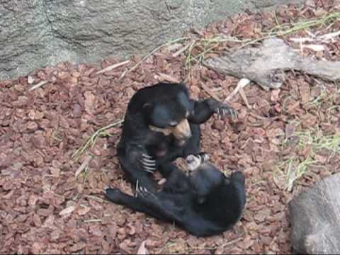 上野動物園マレーグマ赤ちゃん_ウメキチお母さんと遊ぶ