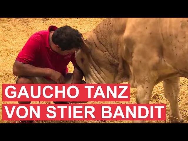 Cow Literally Dances For Joy And Shows Man Gratitude After Being Freed From Tiny Stable - Video