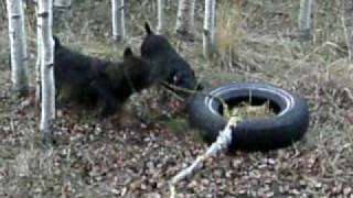 Exercising My Jagd Terriers